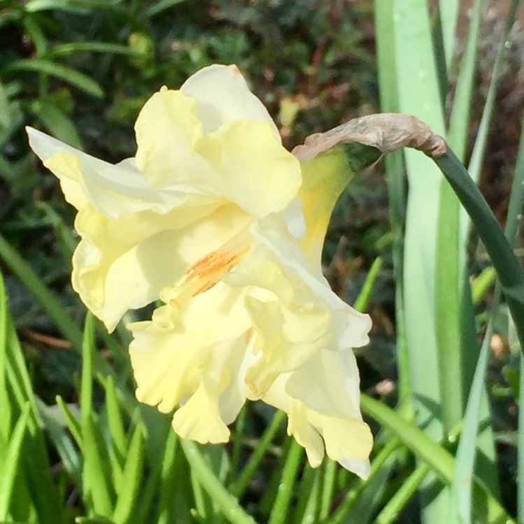 plant image 962634