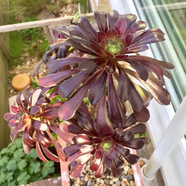 Aeonium