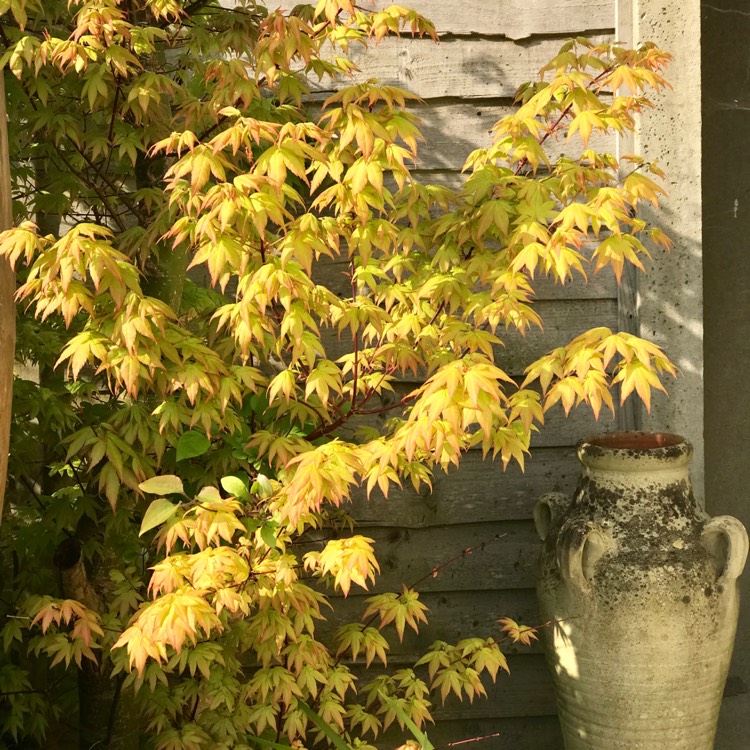 Plant image Acer