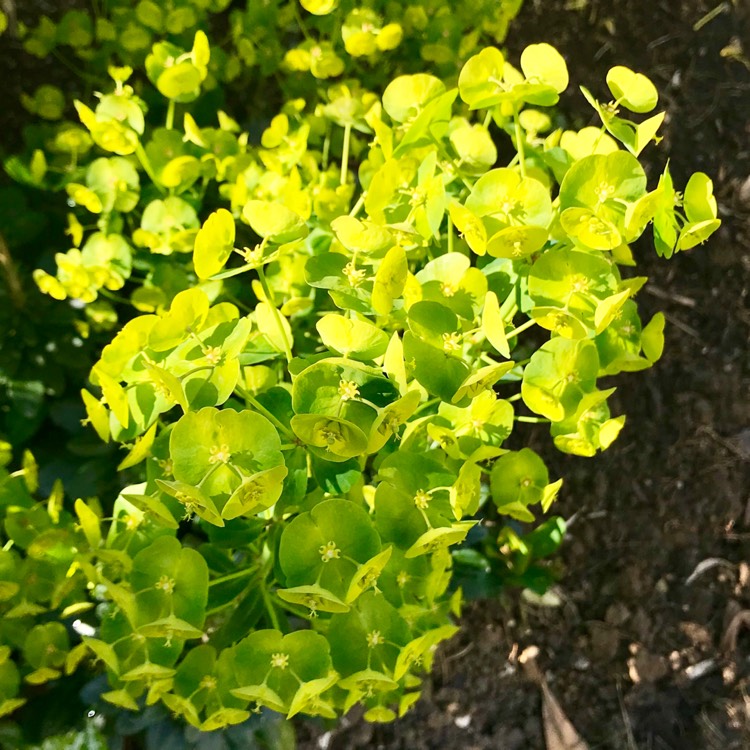Plant image Euphorbia amygdaloides var. robbiae syn. Euphorbia robbiae