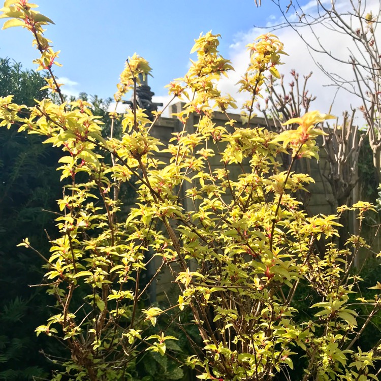 Plant image Fuchsia 'Genii'