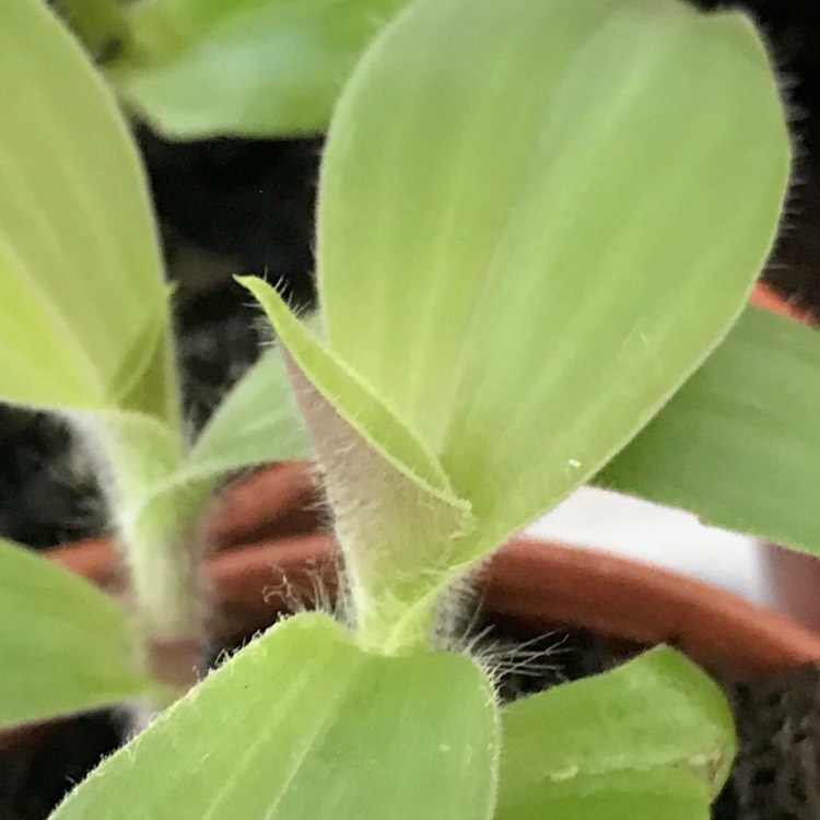 plant image 994654
