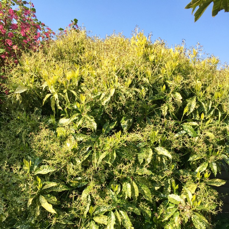 Plant image Aucuba variegata 'Crotonifolia'