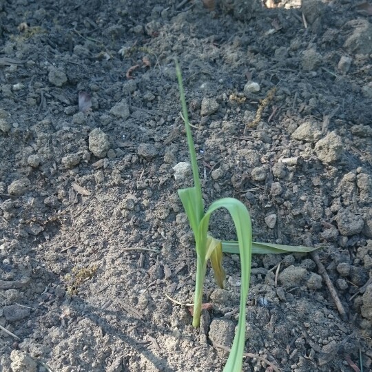 Sweet Corn