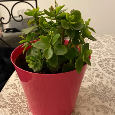 Kalanchoe