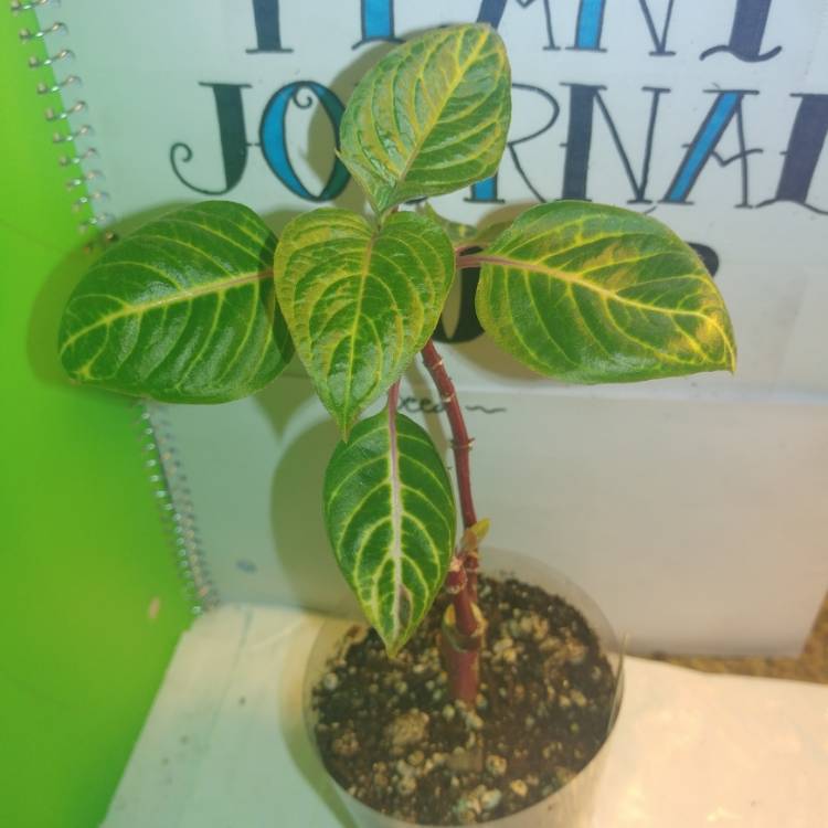 plant image 644713