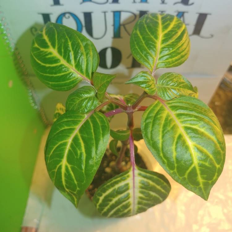 Plant image Iresine diffusa 'Aureo-reticulata'
