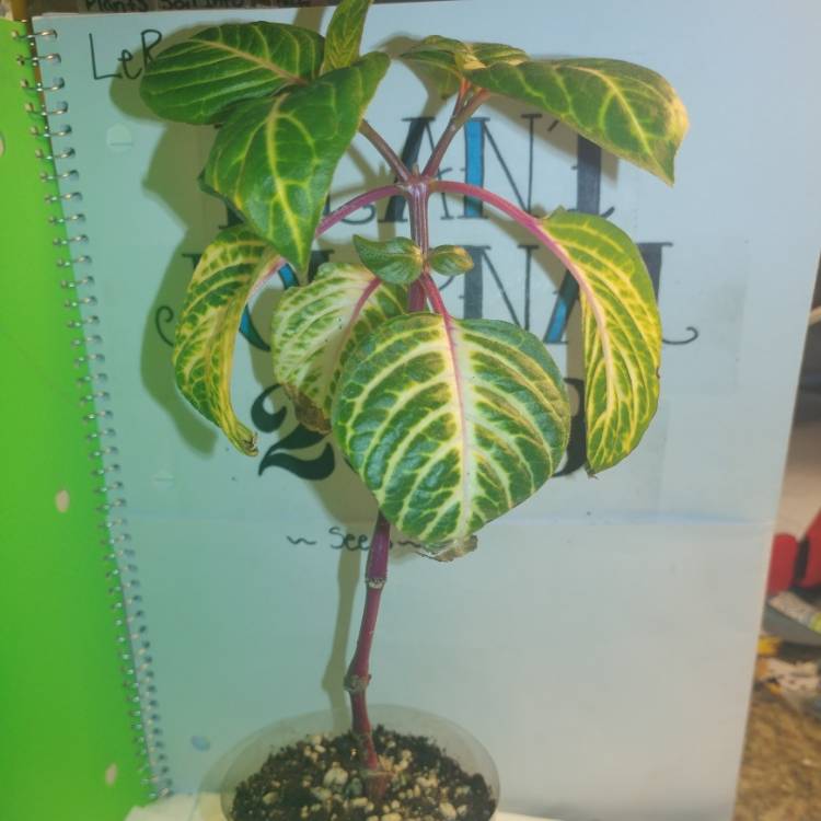 plant image 644717