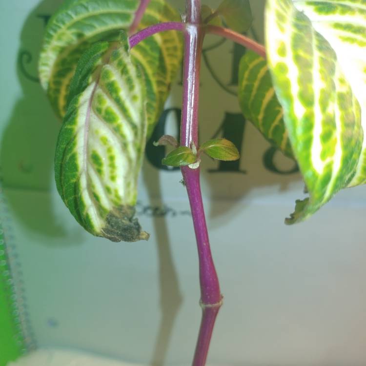 plant image 644718