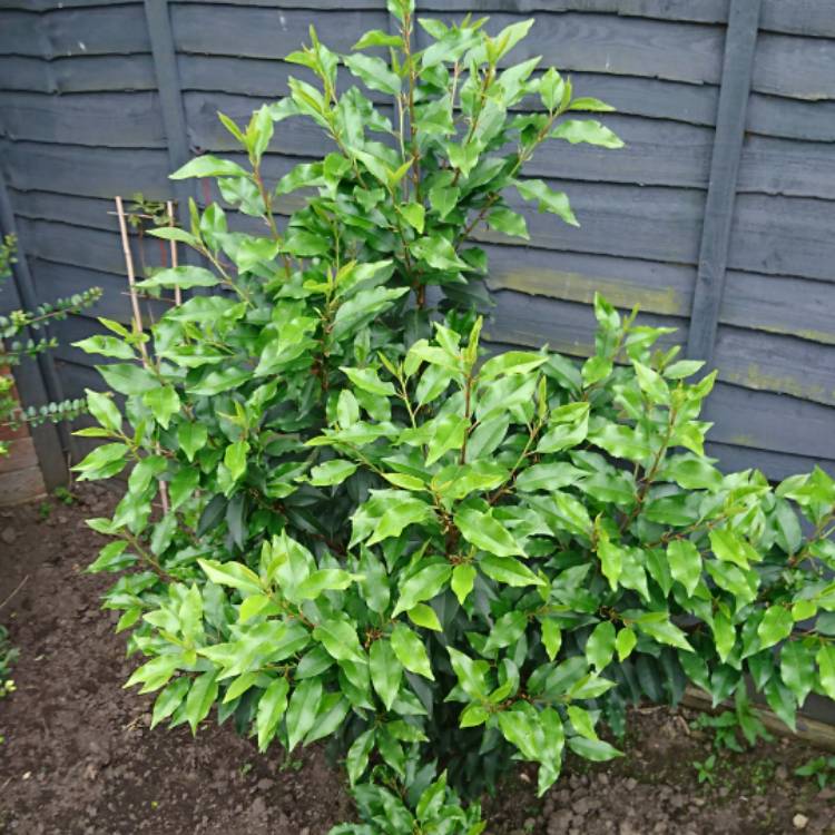 plant image 1054753
