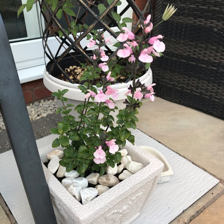 plant image 1297646
