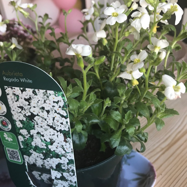 Plant image Aubrieta 'Regado White'