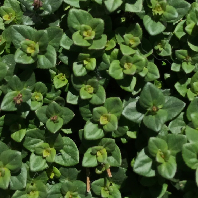 plant image 1487061