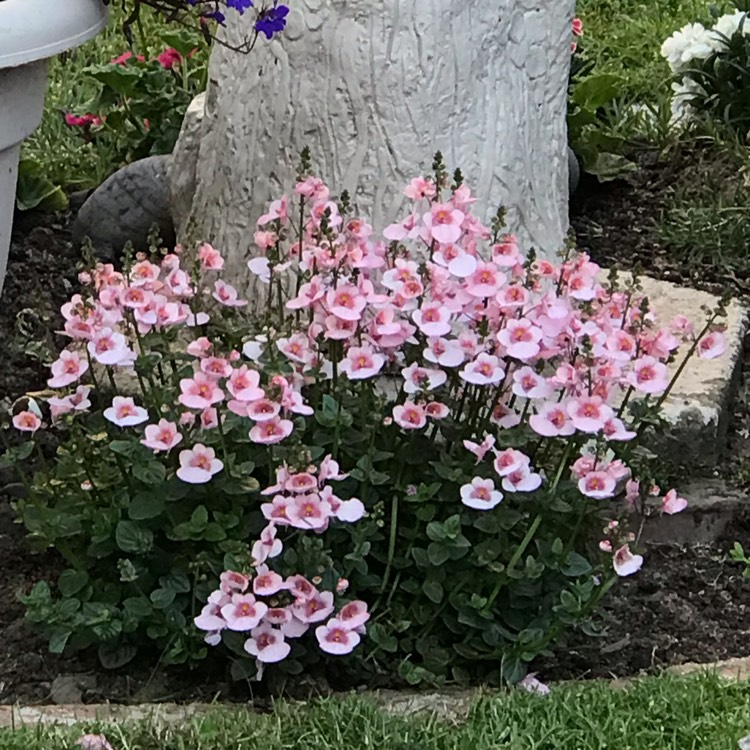 plant image 1496110