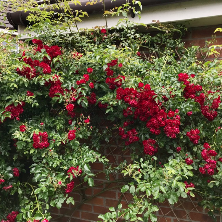 plant image 1506278