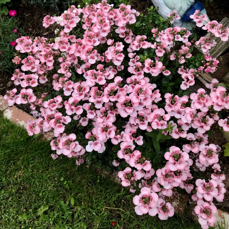 plant image 1507171
