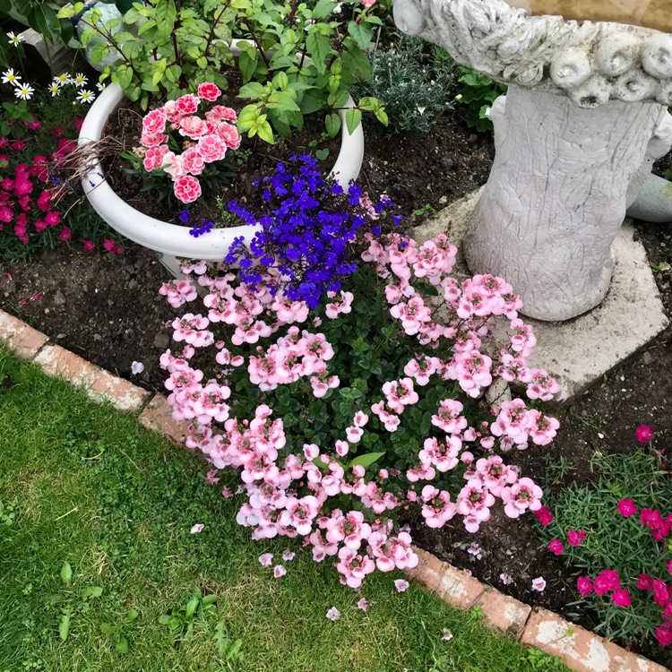plant image 1507177