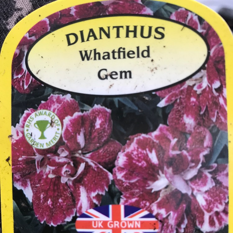 Plant image Dianthus 'Whatfield Can-Can'