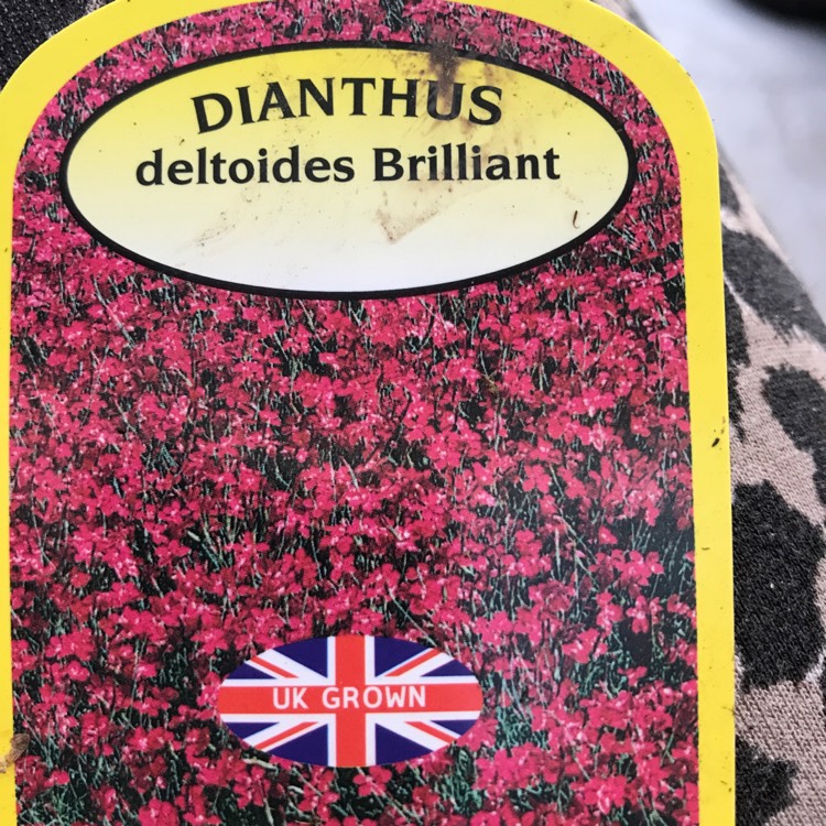Plant image Dianthus deltoides 'Brilliant'