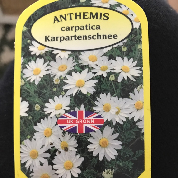 plant image 1622881