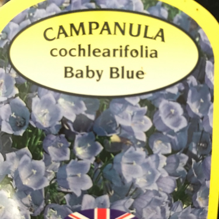 Plant image Campanula cochlearifolia var. alba 'White Baby' (Baby Series)