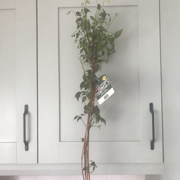 plant image 1656756