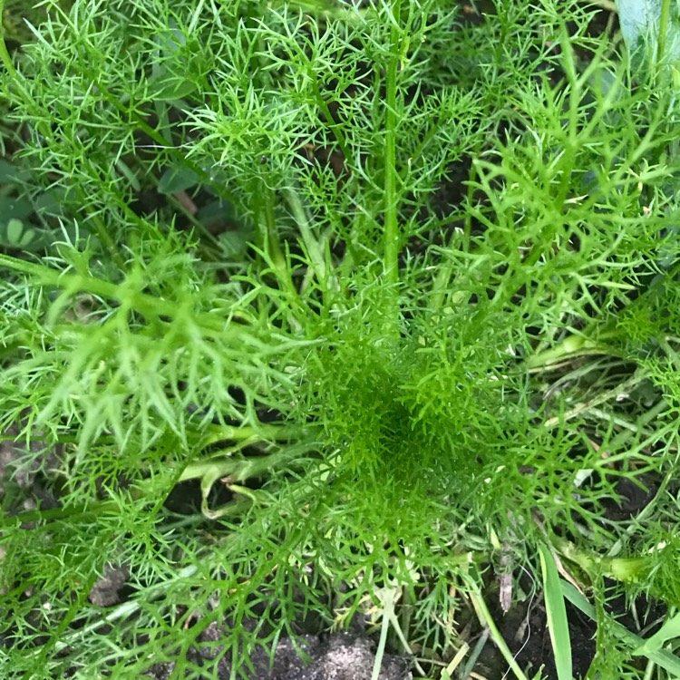 plant image 1661827