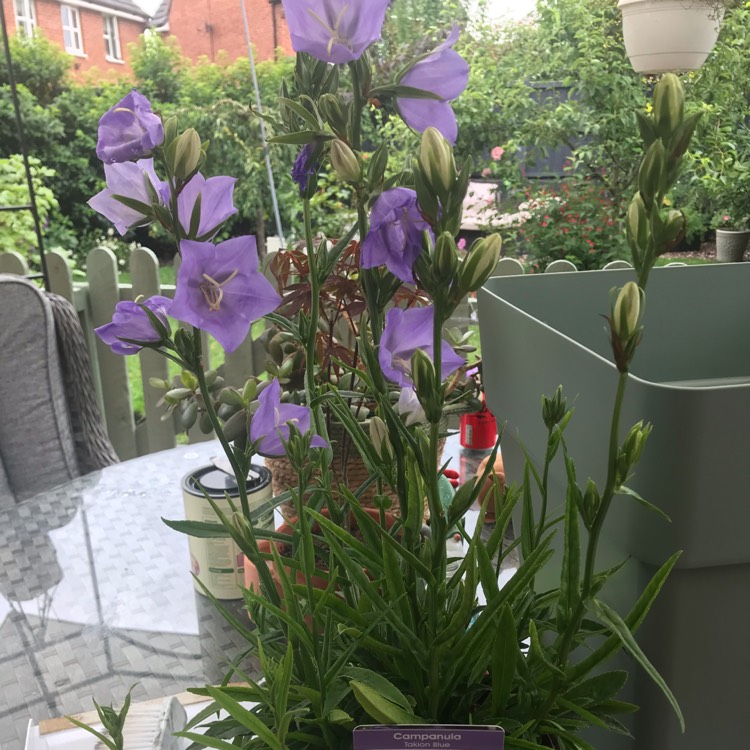Plant image Campanula persicifolia 'Takion Blue' (Takion Series)