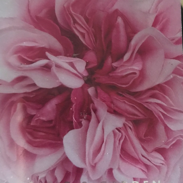 plant image 1685288