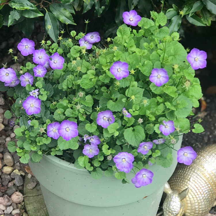 plant image 1685662 plant image 1685662