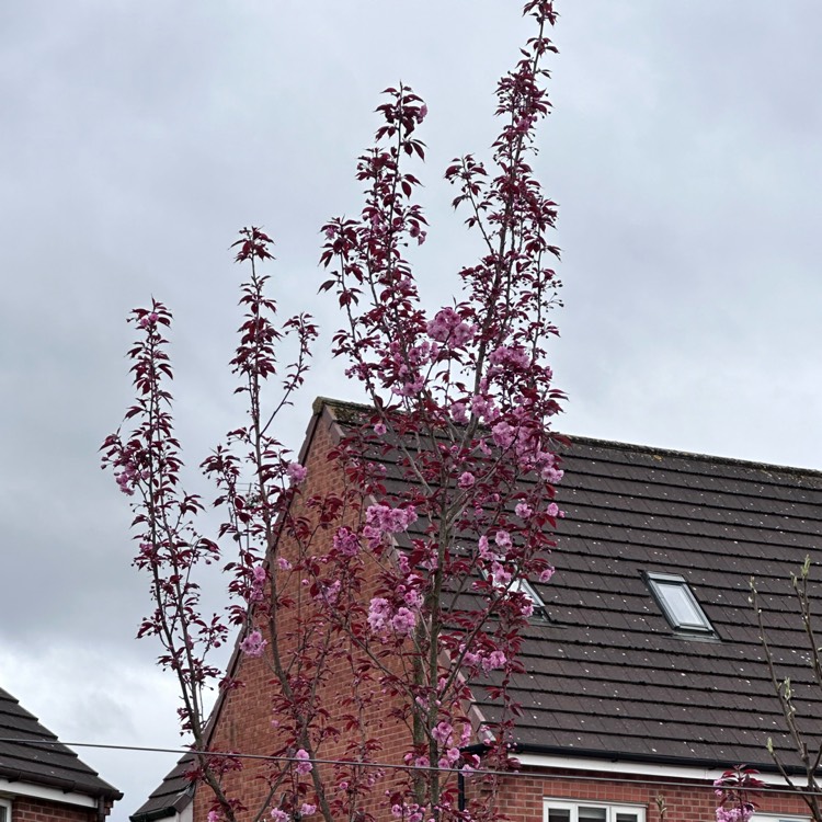 plant image 1705305 plant image 1705305