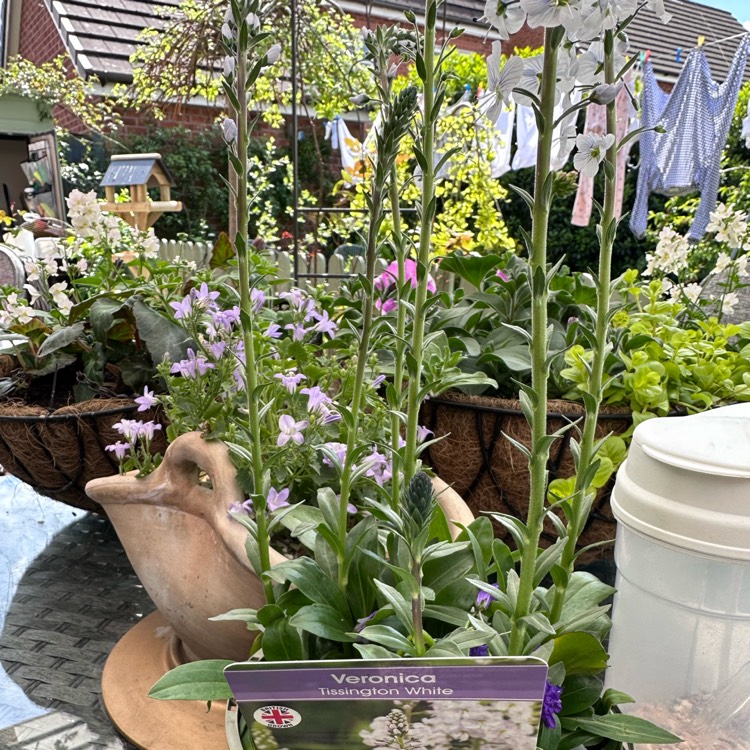 Plant image Veronica gentianoides 'Tissington White'