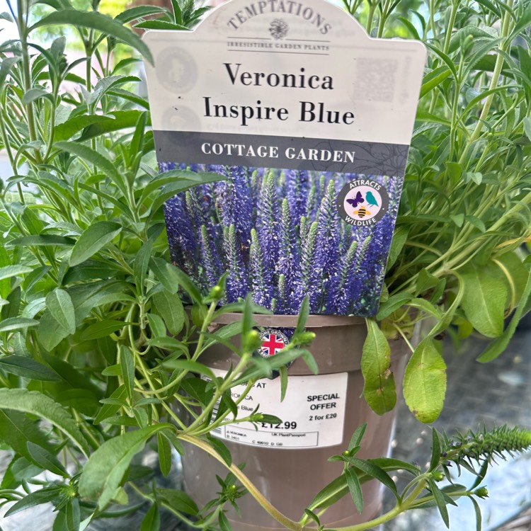 plant image 1709673 plant image 1709673