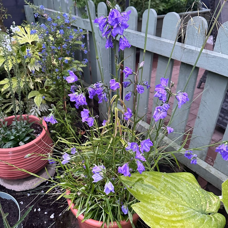 Plant image Campanula persicifolia 'Takion Blue' (Takion Series)