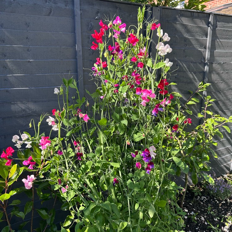 plant image 1718584