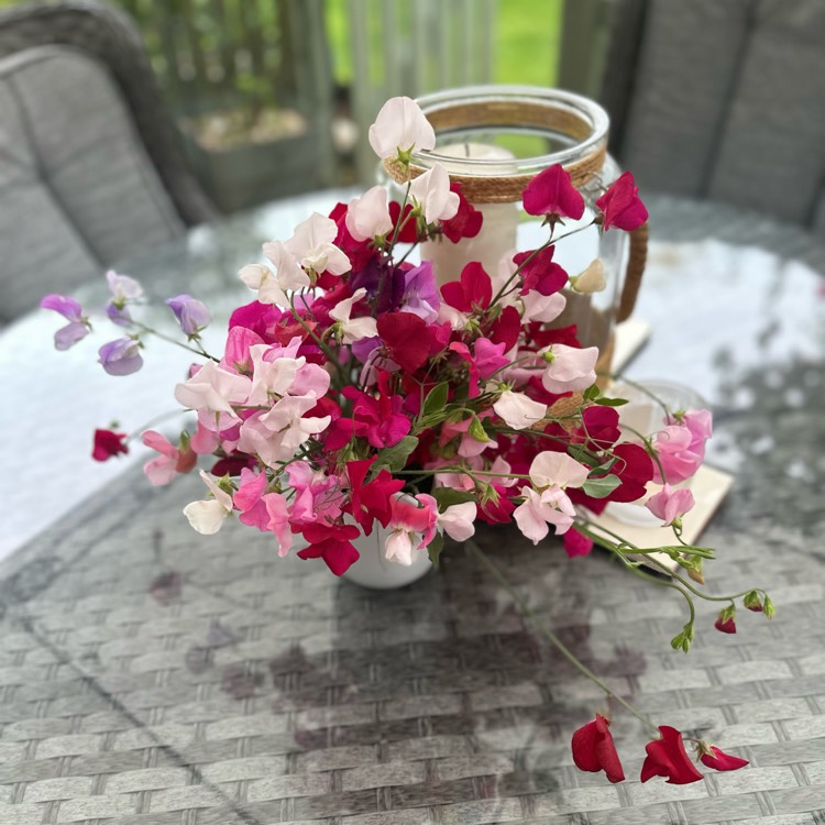 plant image 1721886