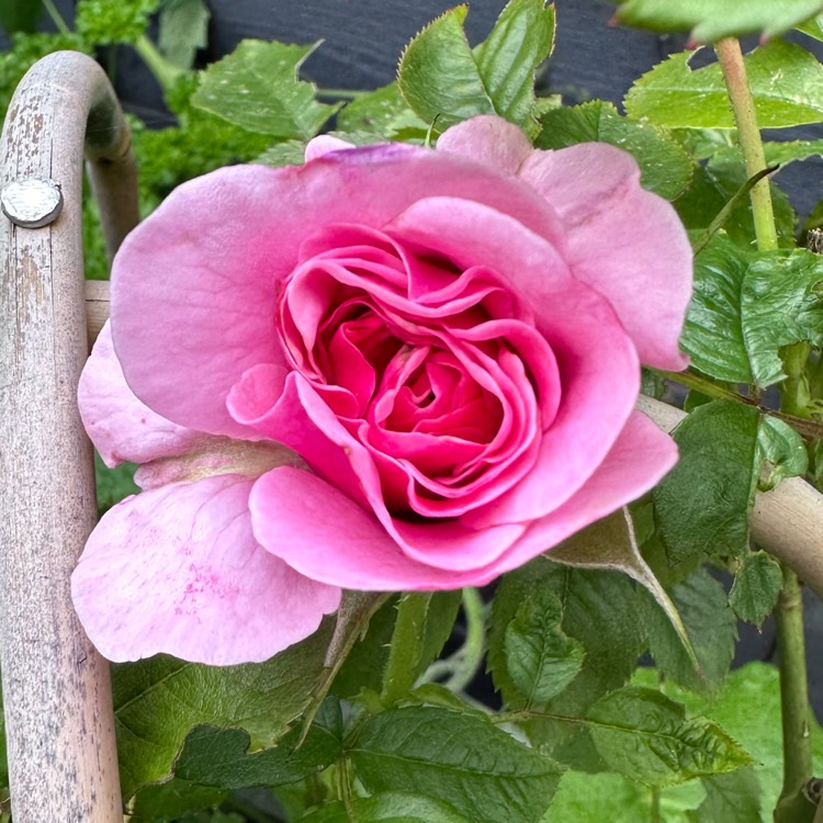 plant image 1721887