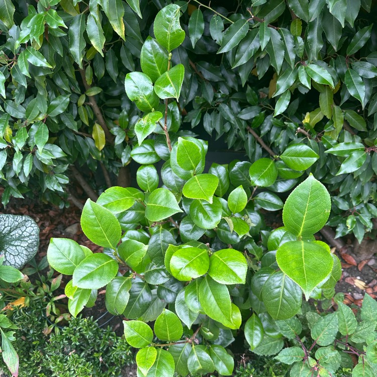 plant image 1721898 plant image 1721898