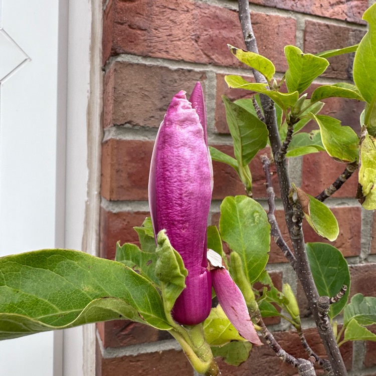 plant image 1724566 plant image 1724566
