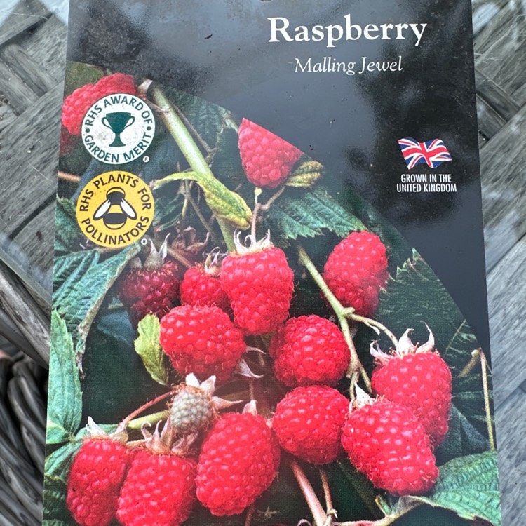 Plant image Rubus idaeus 'Malling Jewel'