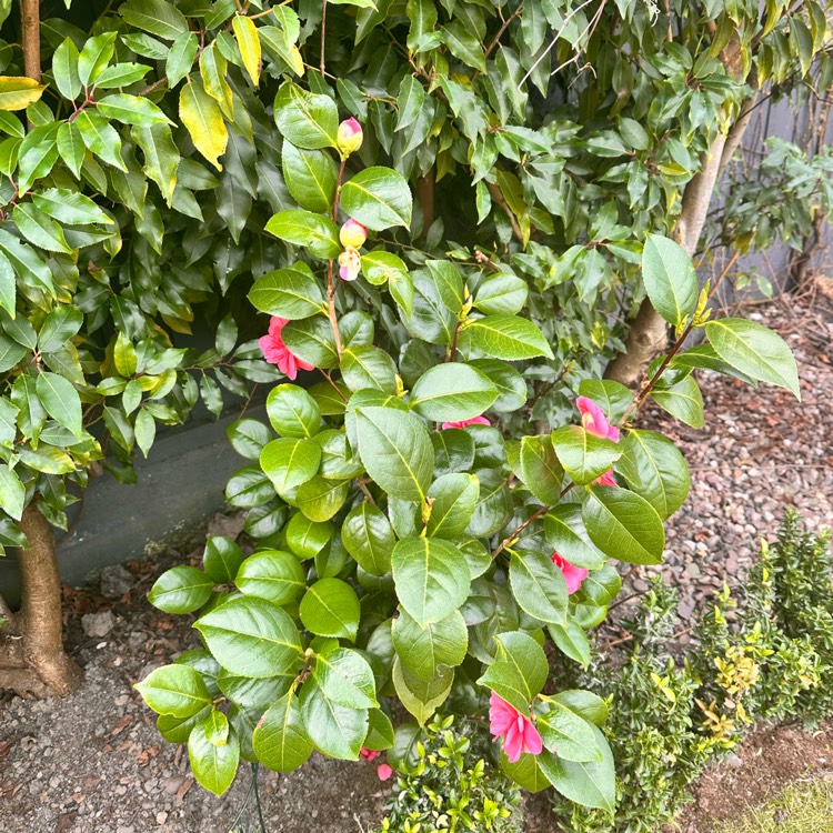 plant image 1731520 plant image 1731520