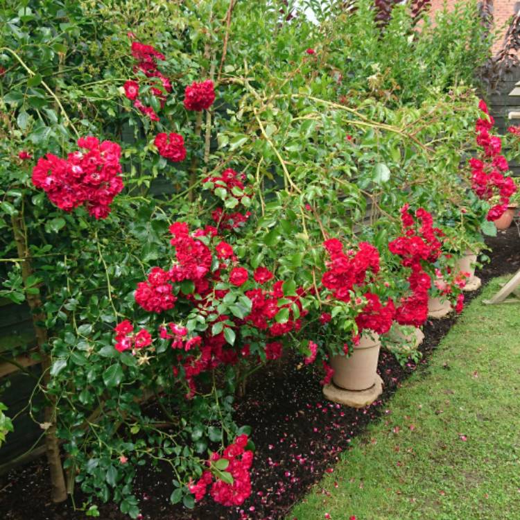 plant image 473757