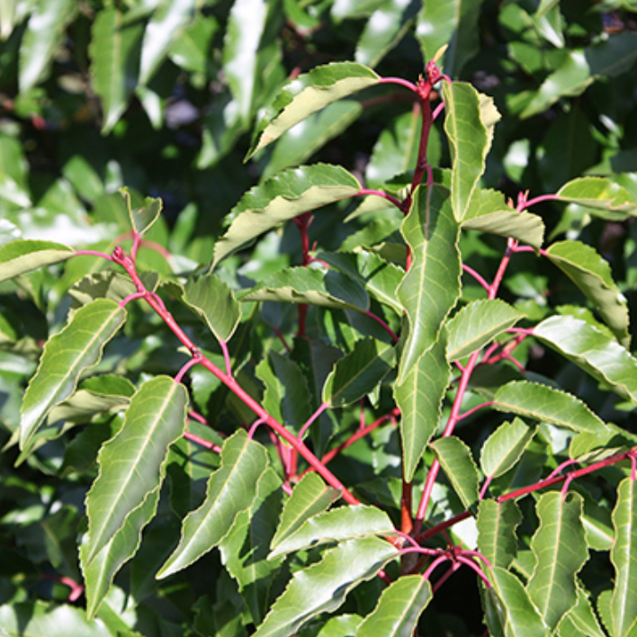 Plant image Prunus lusitanica 'Angustifolia'