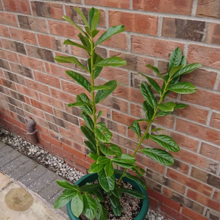 plant image 633333