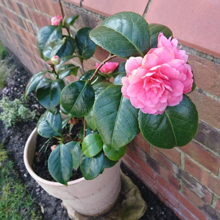 plant image 658662 plant image 658662