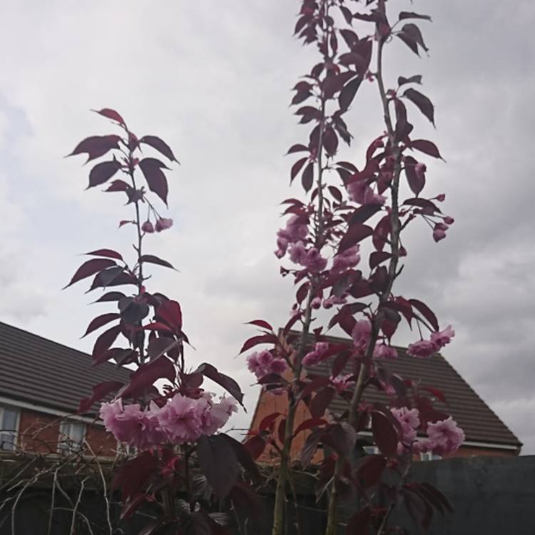 plant image 679139 plant image 679139