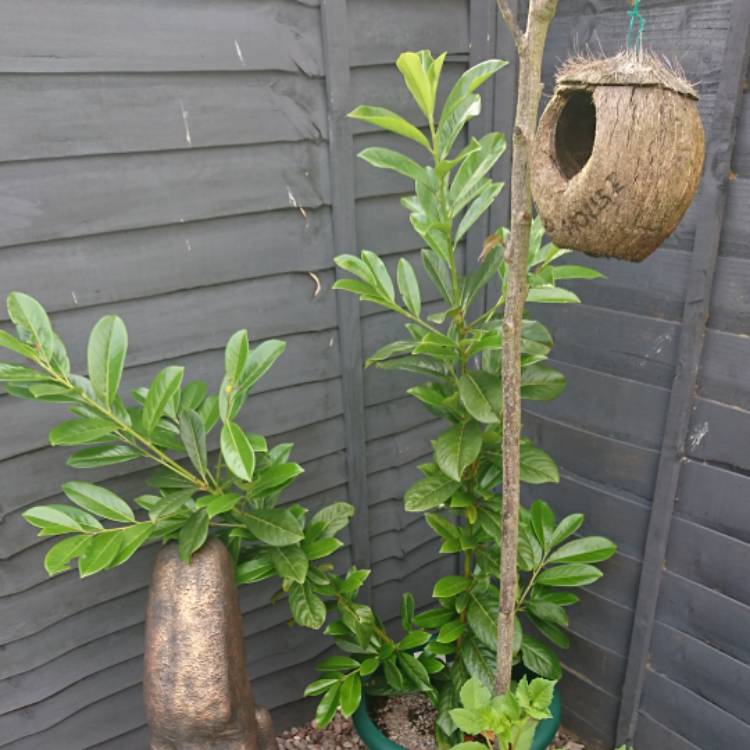 plant image 757301