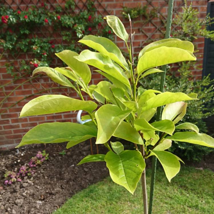 plant image 757306 plant image 757306