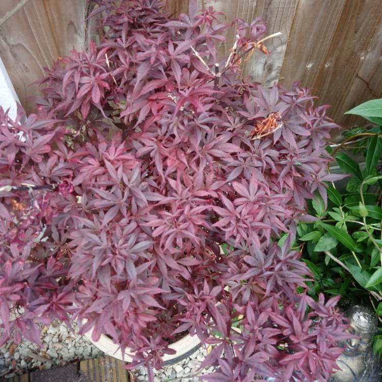 Plant image Acer palmatum 'Toyama-Nishiki' (Dissectum Group) syn. Acer palmatum var. dissectum 'Toyama-Nishiki'