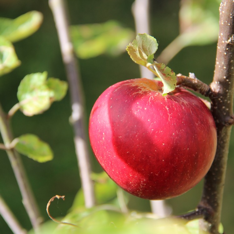 Plant image Malus domestica 'Cox's Orange Pippin'